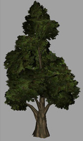 Aspen tree model image